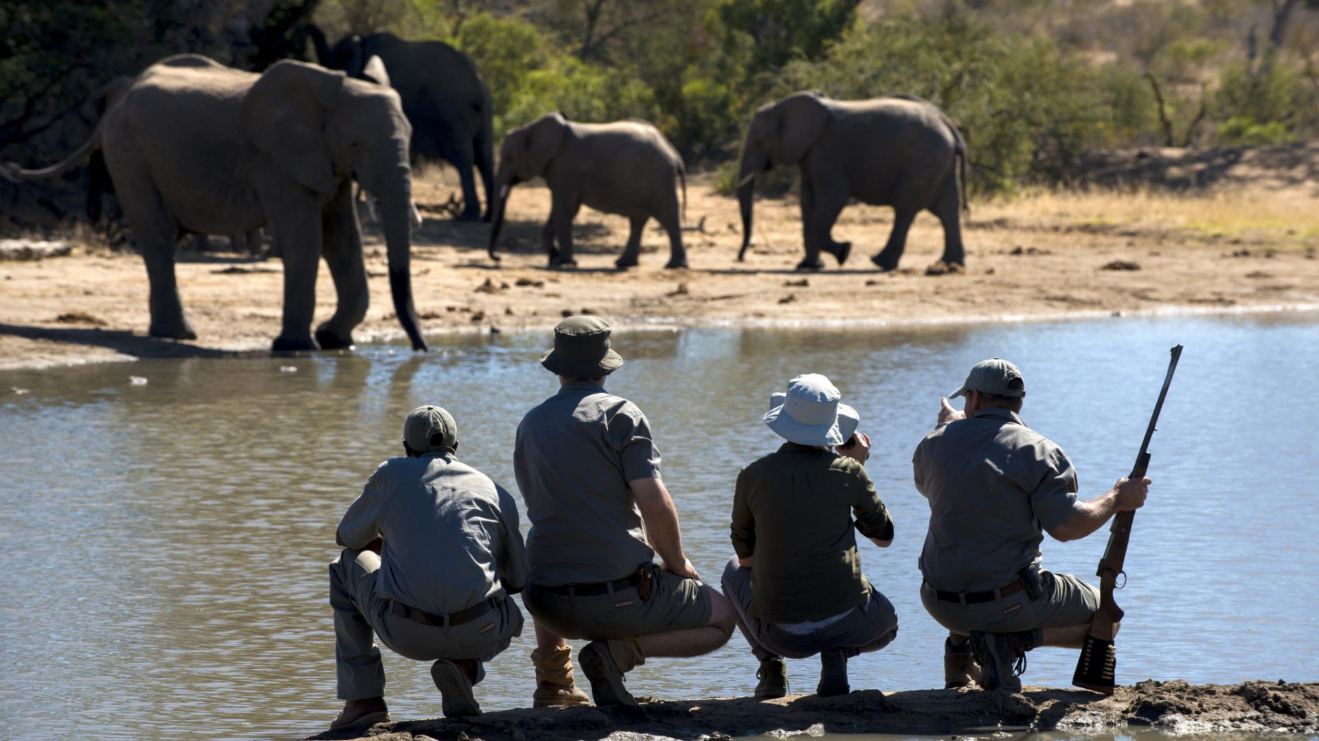 rockfig safari lodge timbavati walking safari elephants
