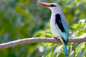 Camp Okavango Birding2