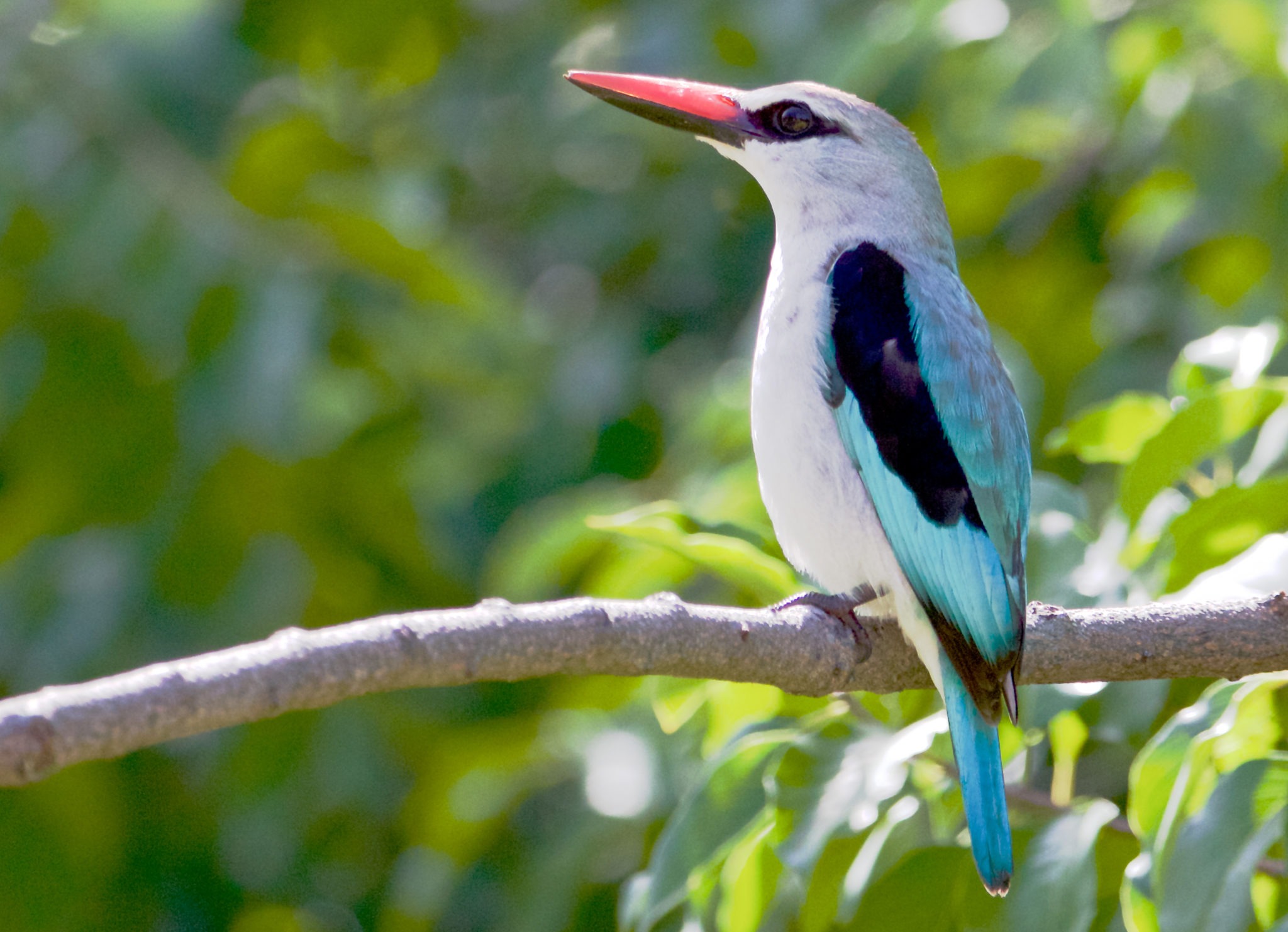 Camp Okavango Birding2