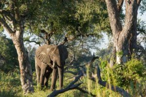 Camp Okavango Elephant