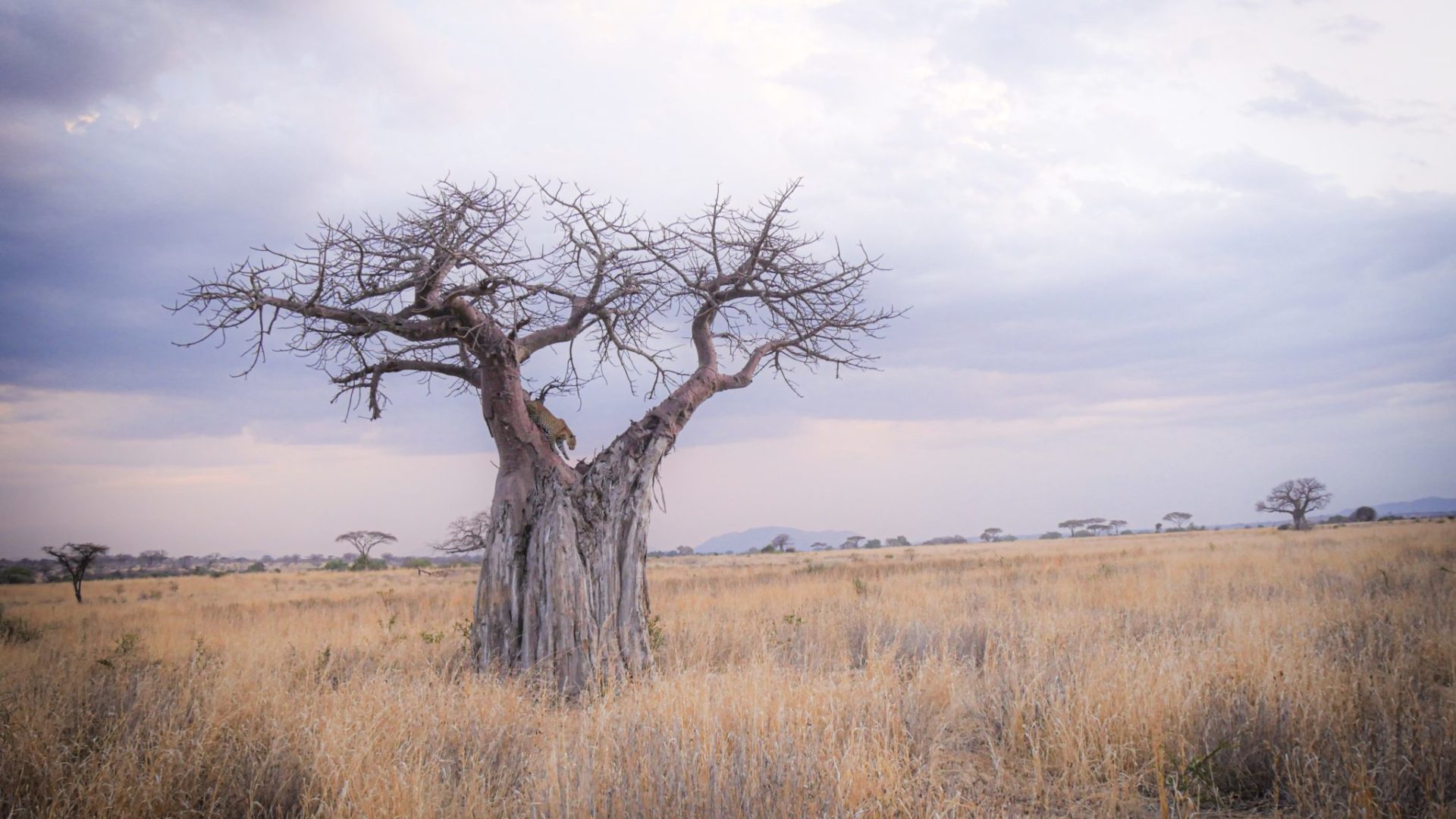 Ruaha leopard baobab 2