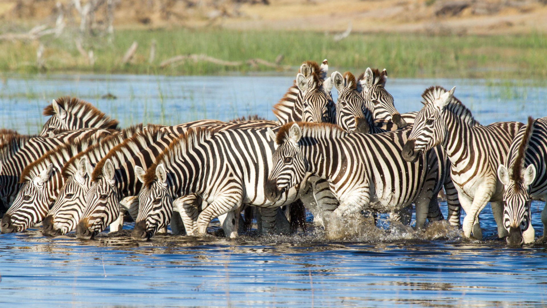 botswana makgadikgadi leroo la tau zebra drinking
