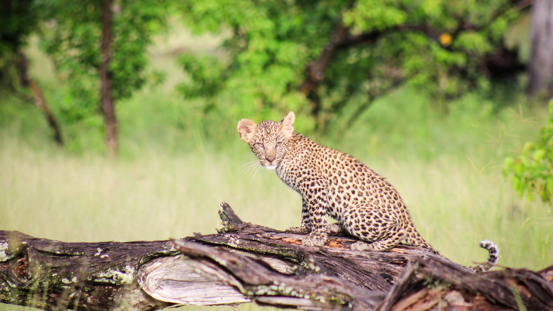 botswana okavango delta camp moremi leopard cub