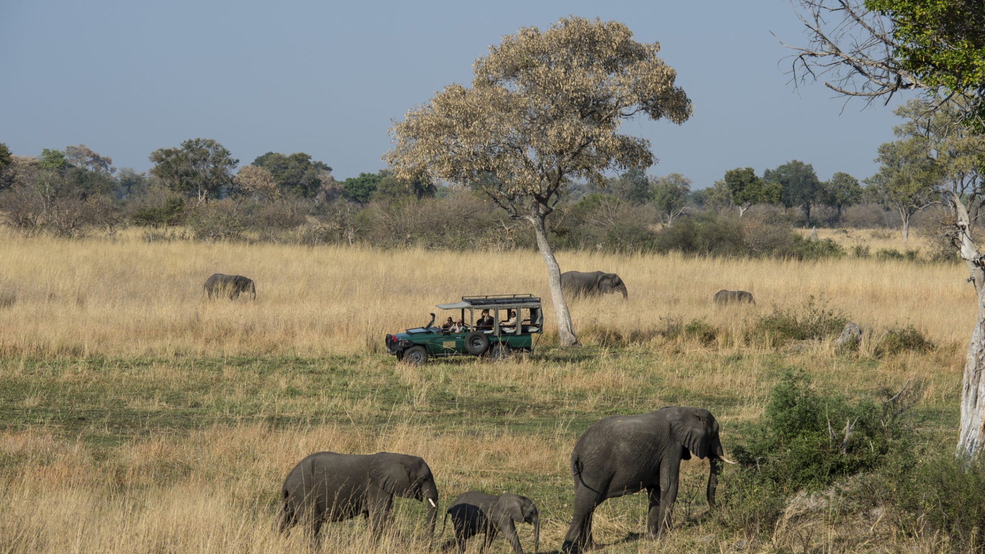 okavango delta botswana mapula lodge elephant
