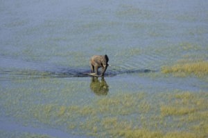 botswana okavango delta setari camp elephant