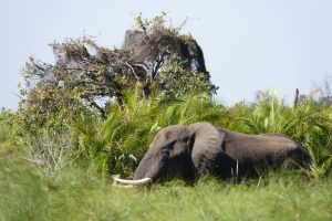botswana okavango delta setari camp elephant swimming