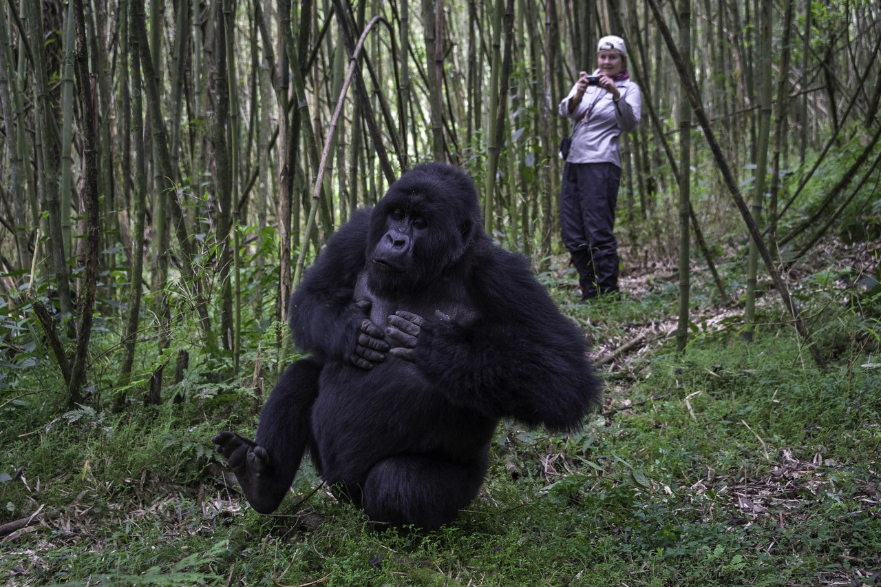 rwanda volcanoes bisate lodge guest gorilla rwanda volcanoes bisate lodge guest gorilla
