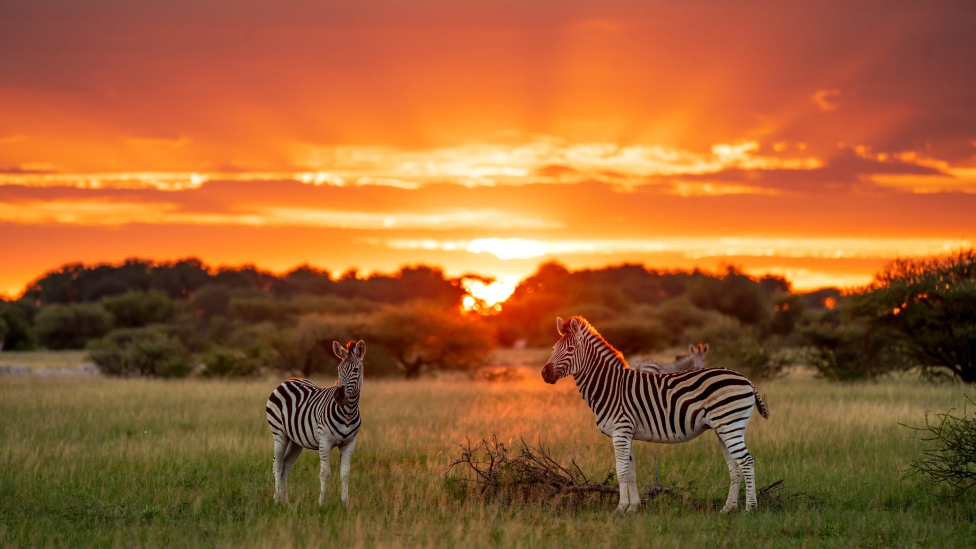 botswana sunset zebras frank photo