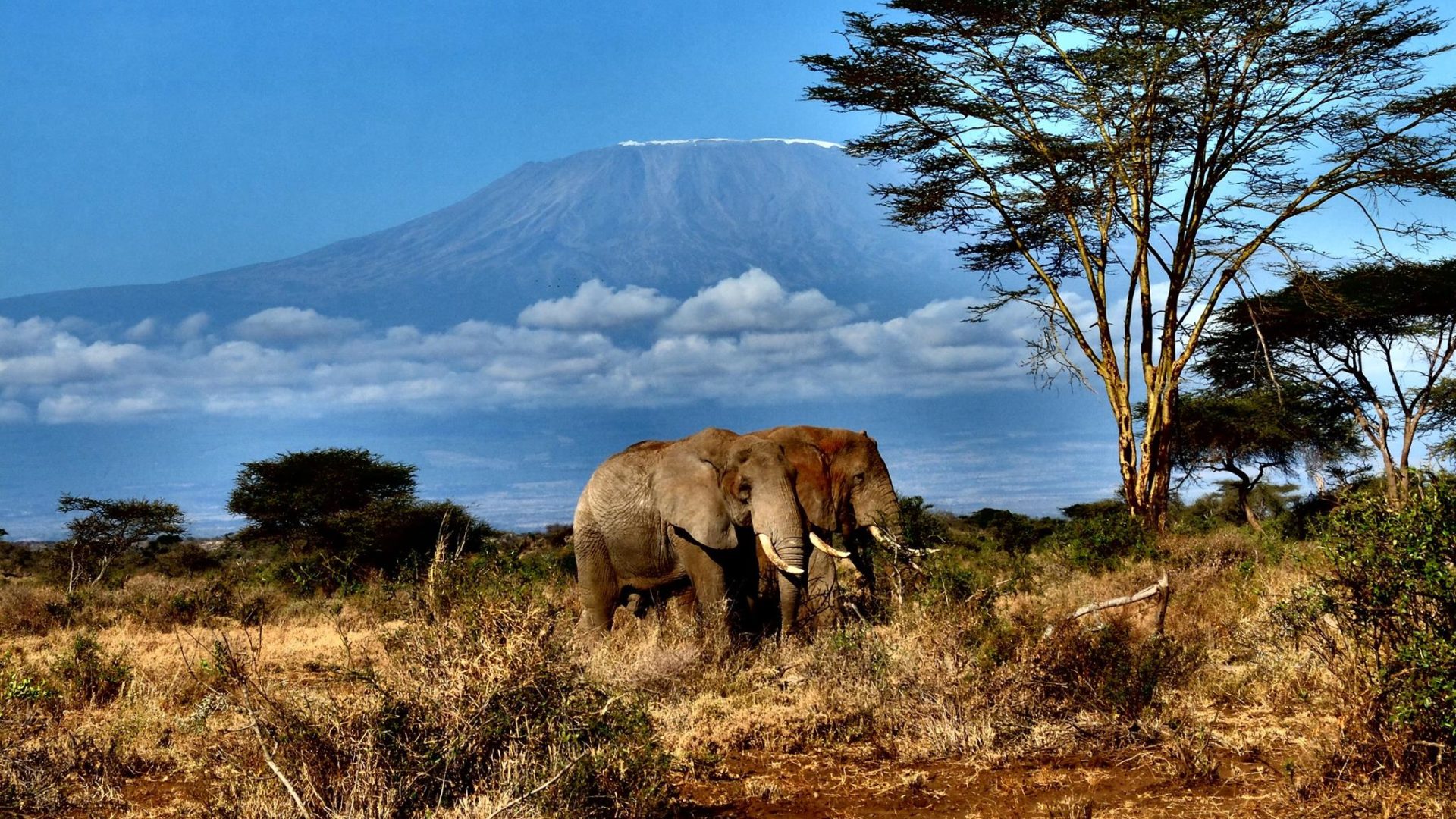 Stefano Motik camp ya kanzi kili chyulu 1