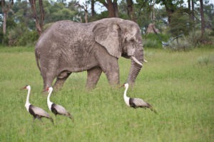 botswana okavango delta chitabe camp elephant wattled crane