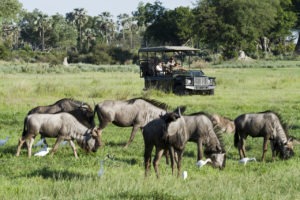 botswana okavango delta chitabe camp game drive
