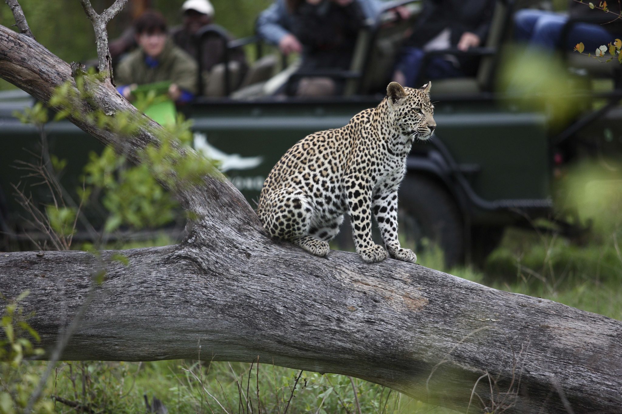 kirkmans camp sabi sands south africa leopard kirkmans camp sabi sands south africa leopard