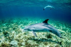 Explore 04 1260x800 Kobe Watamu Kenya dolphin