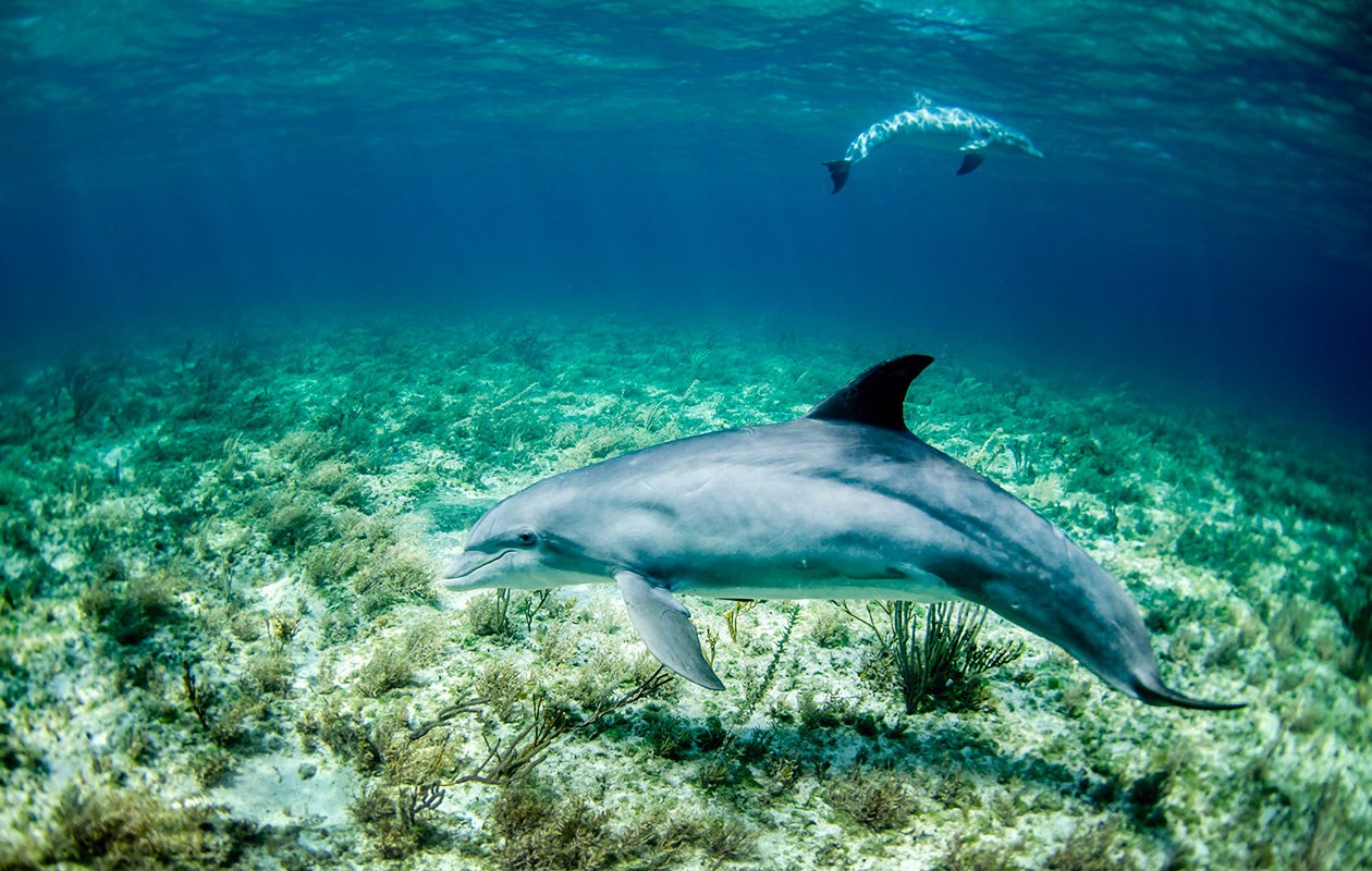 Explore 04 1260x800 Kobe Watamu Kenya dolphin