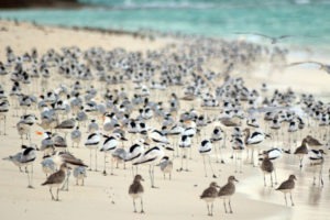 Tanzania Fanjove Island Crab Plover