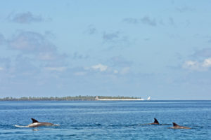 Tanzania Fanjove Island Dolphins in front of island