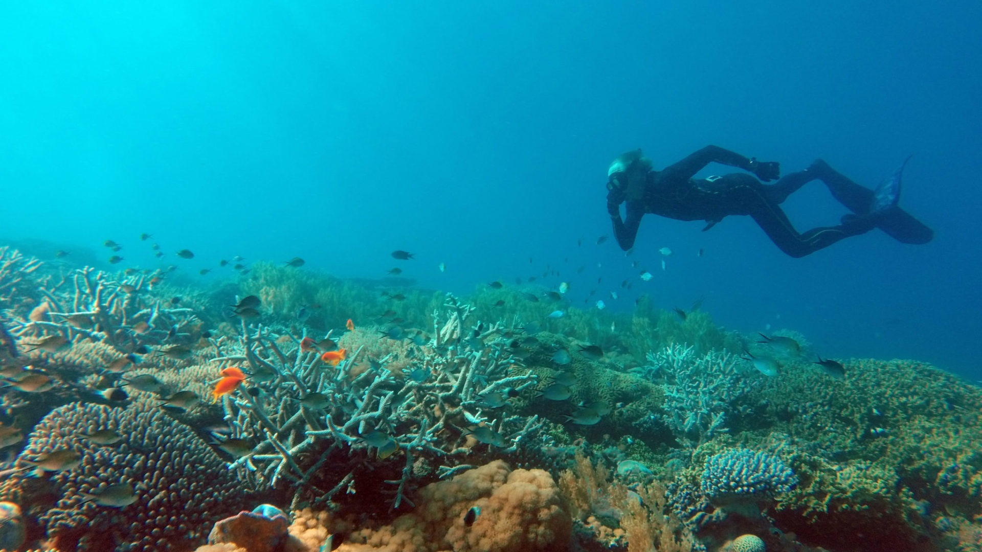 Tanzania Fanjove Island Snorkeling 6