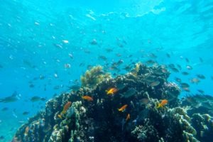 Tanzania Fanjove Island underwater coral fish