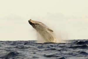 Tanzania Fanjove Island whalewatching