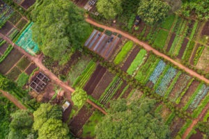 tanzania karatu gibbs farm 1
