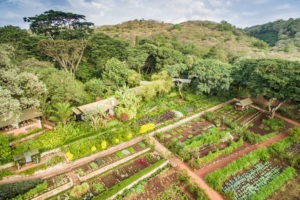 tanzania karatu gibbs farm 21