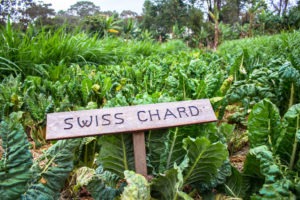 tanzania karatu gibbs farm 27