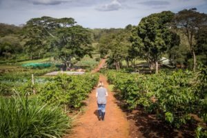 tanzania karatu gibbs farm 31