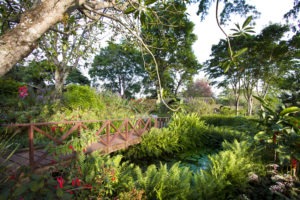 tanzania karatu gibbs farm 33