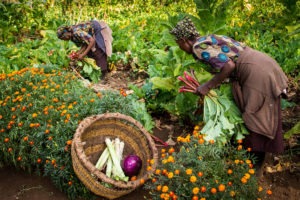 tanzania karatu gibbs farm 36