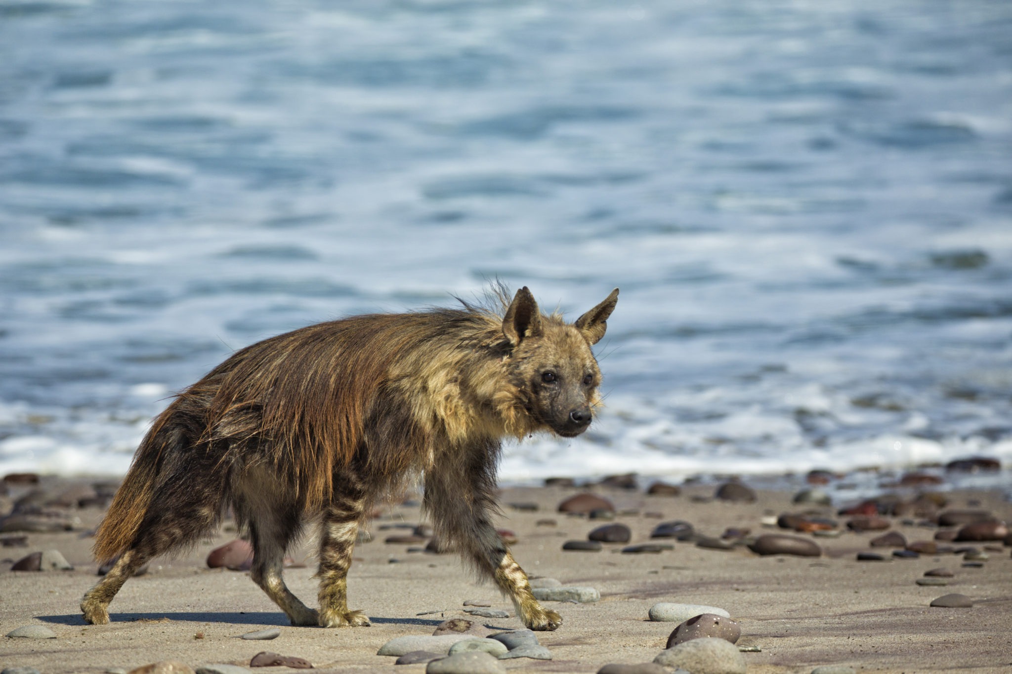 27Shipwreck Lodge Wildlife Brown hyena1