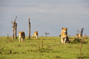 ol pejeta bush camp20