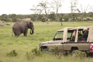 opbc game drive elephant2