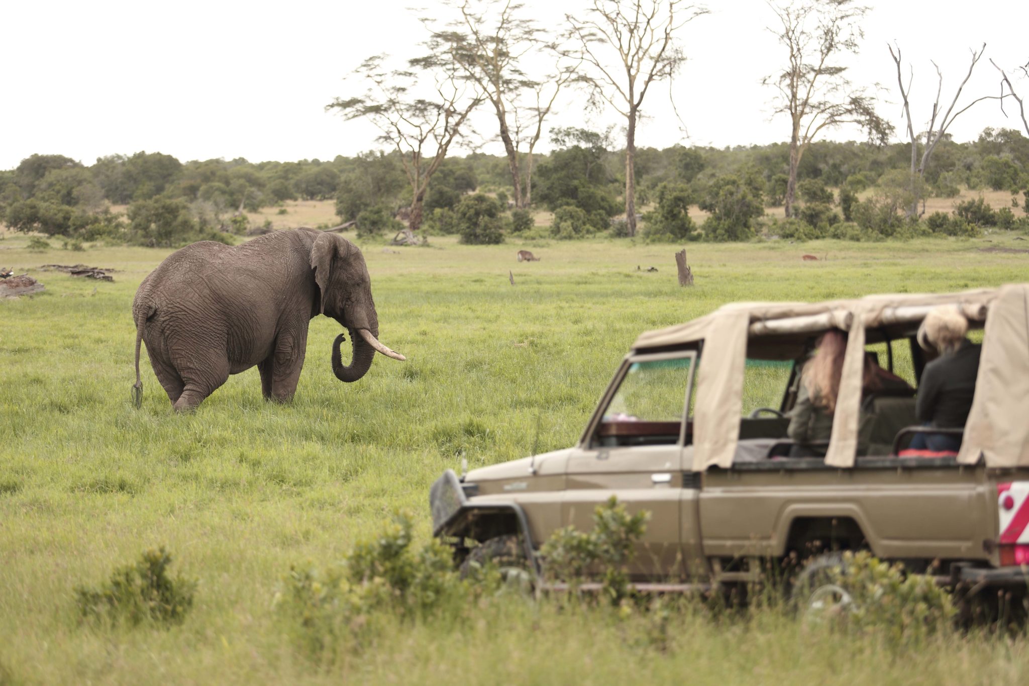 opbc game drive elephant2