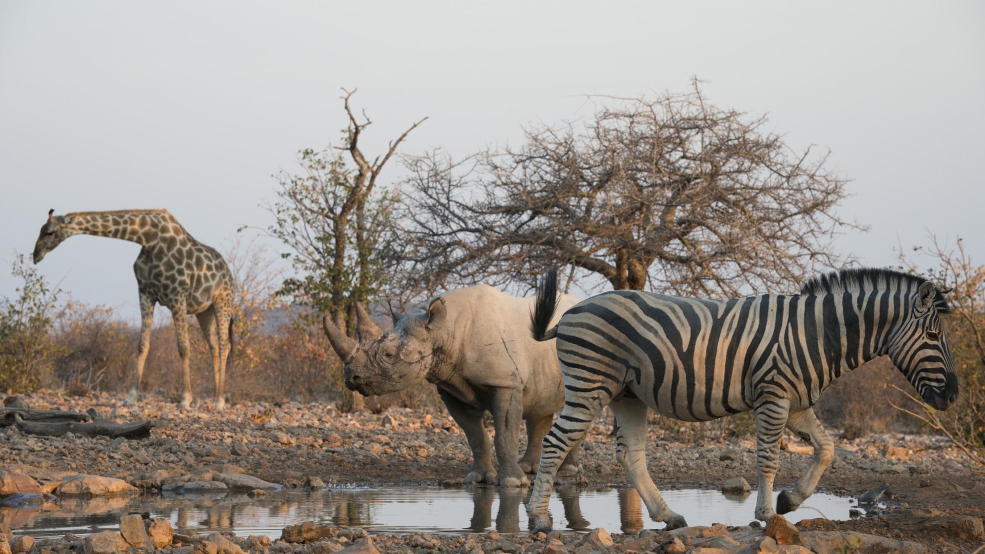 Namibia Etosha Little Ongava21