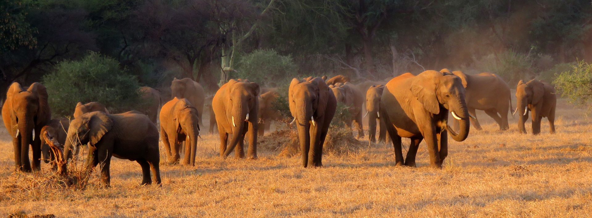 south africa kruger national park makuleke shangani walking safaris 7