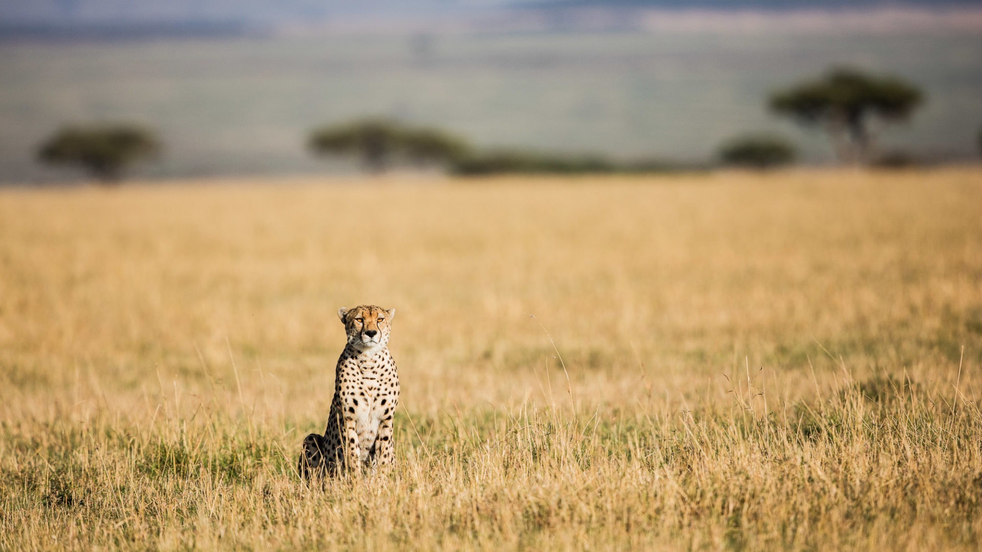 Legendary Serengeti Mobile Camp cheetah on the golden grass plains copyright Scott Ramsay