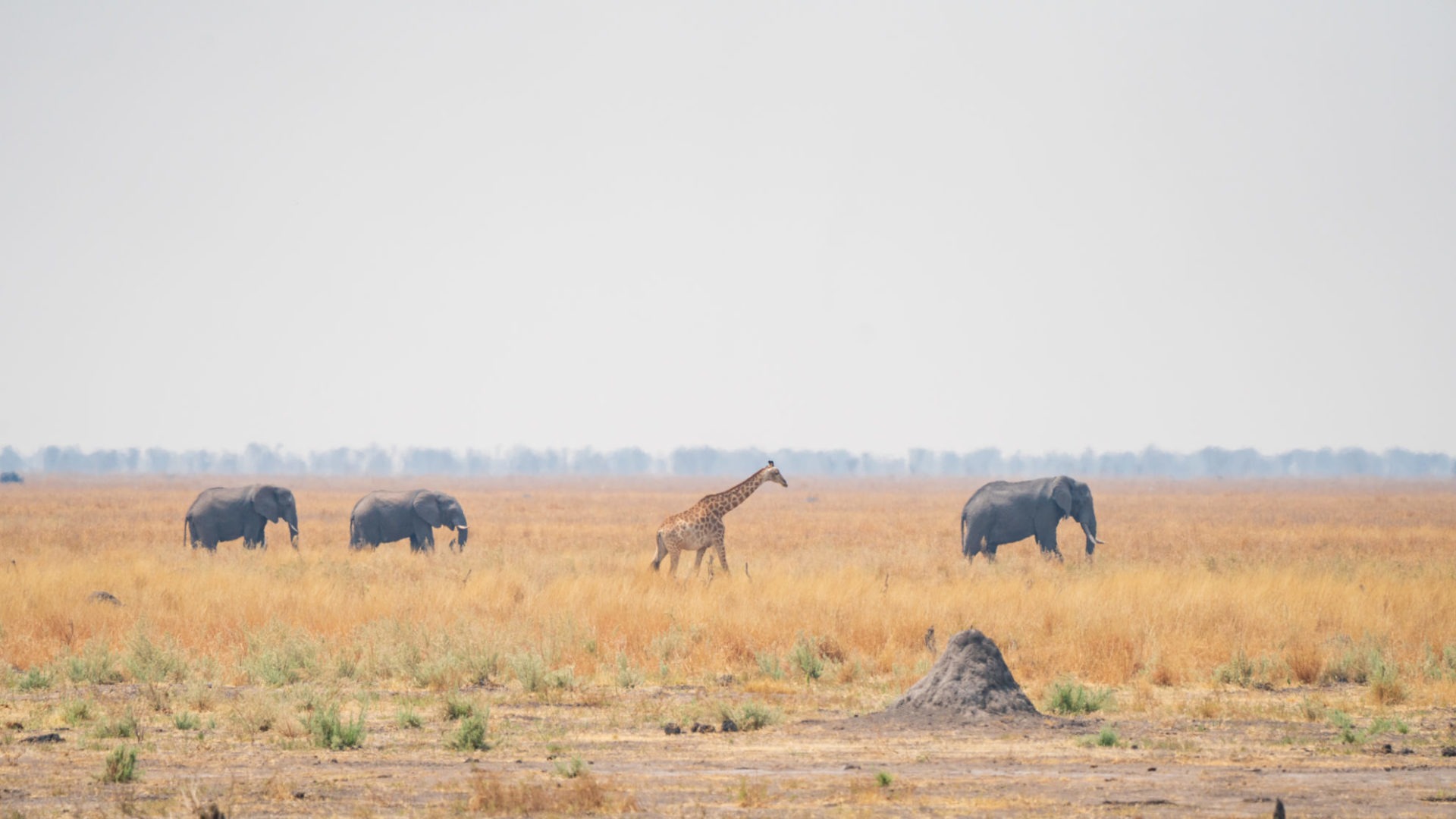 botswana mababe depression mobile camp chobe national park 1