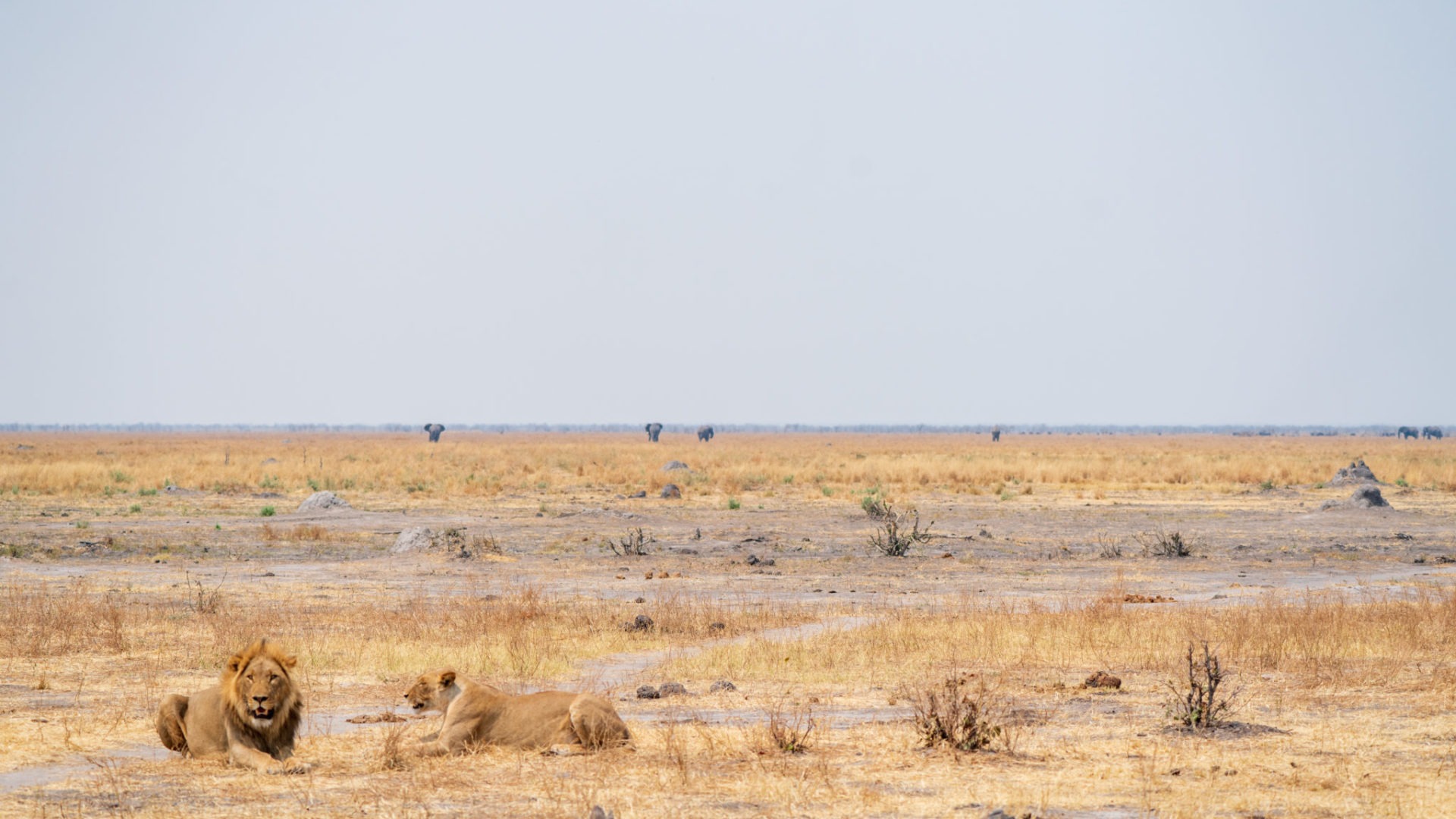 botswana mababe depression mobile camp chobe national park 3