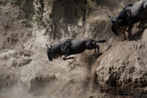 tanzania serengeti great migration camps safaris 33