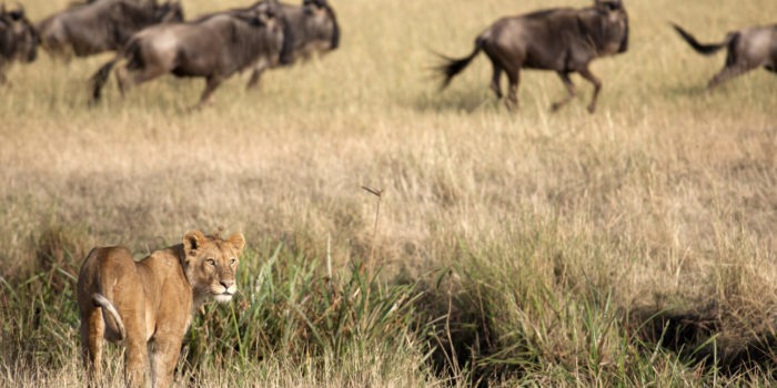 tanzania serengeti great migration camps safaris 36