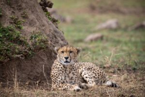 tanzania serengeti great migration camps safaris 8