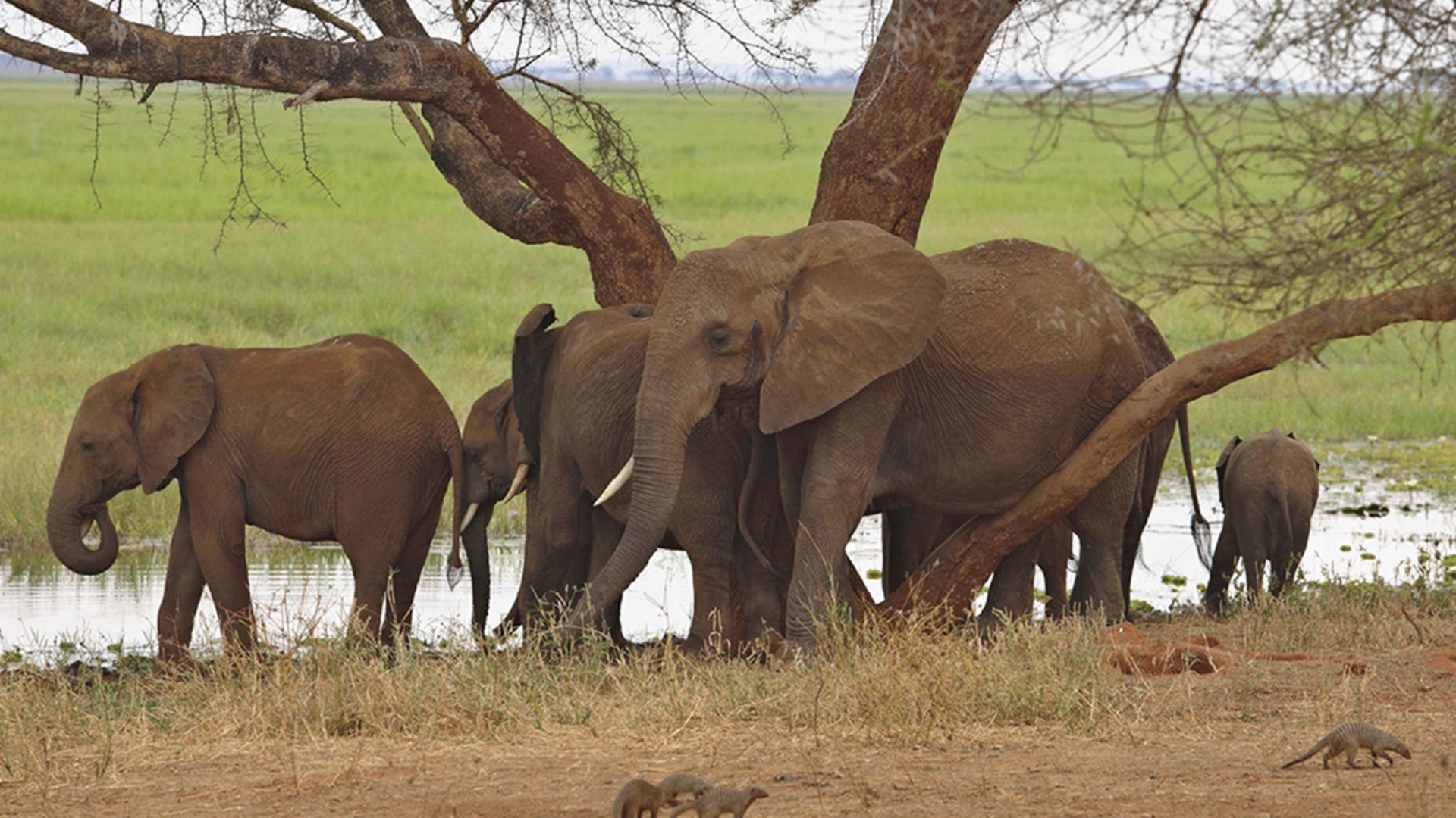 tanzania tarangire little olivers camp 5