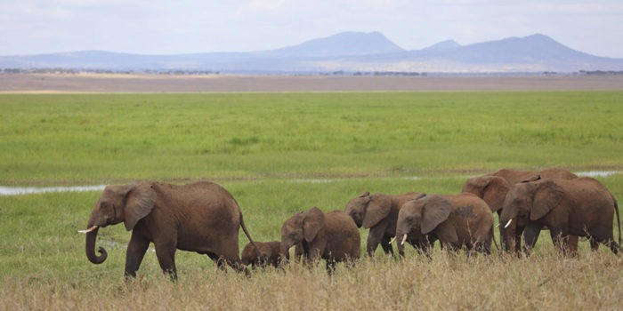 tanzania tarangire little olivers camp 6
