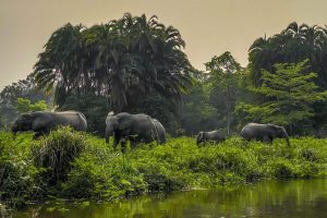 Congo Mboko Lodge (1)