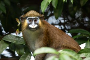 Congo Mboko Lodge (4)