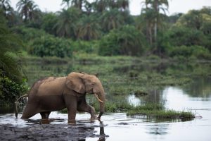 Congo Mboko Lodge (5)