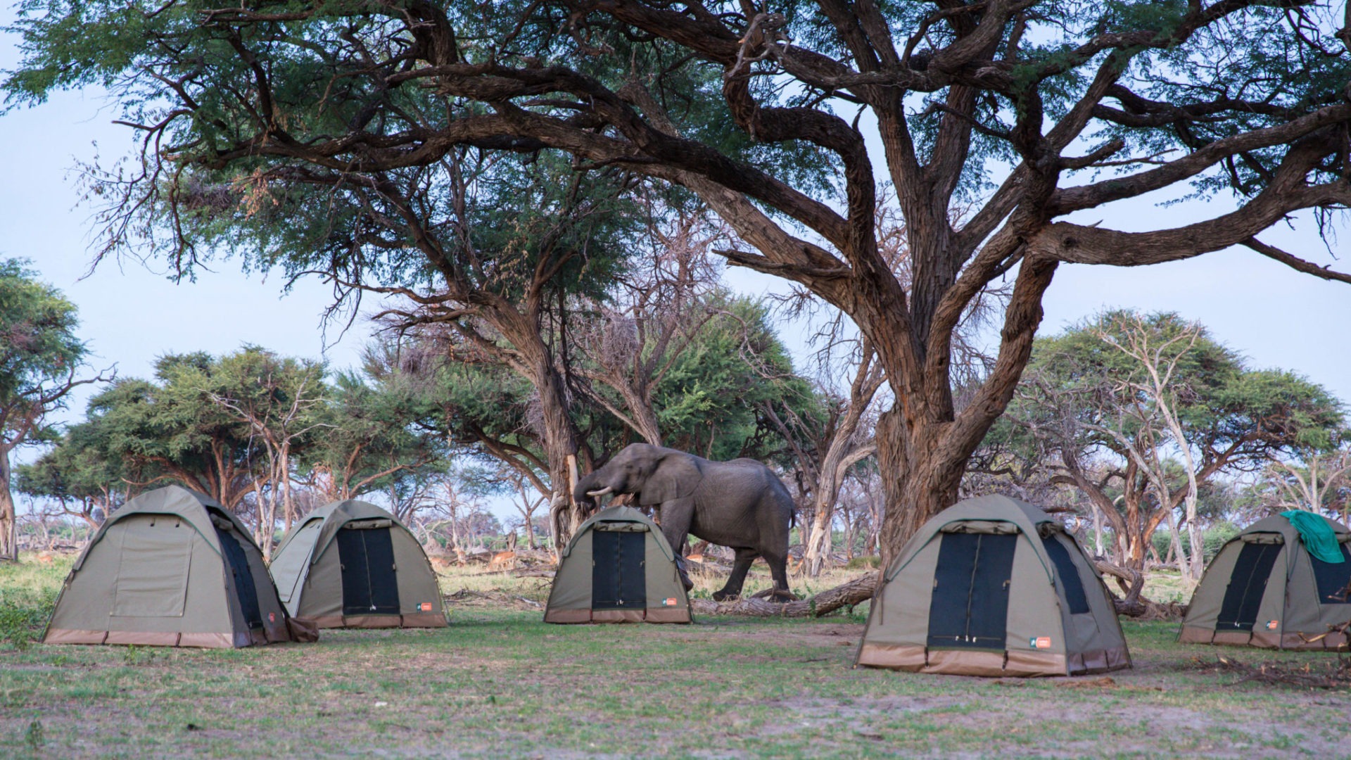 botswana bushways safari semi participation tents camping 13