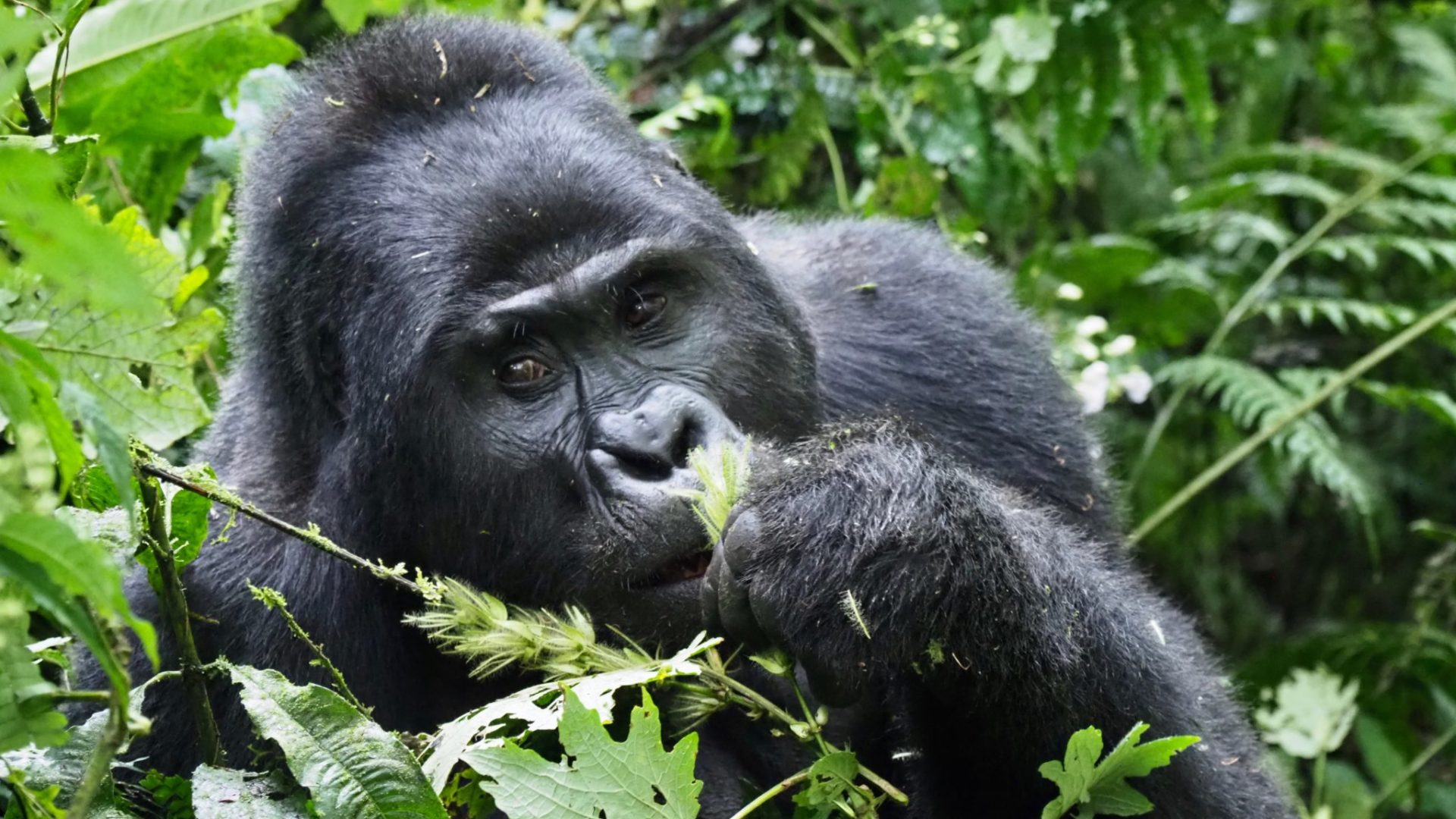 uganda bwindi impenetrable forest mahogany springs 15