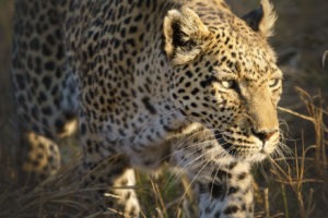 botswana khwai frank photographic safaris leopard
