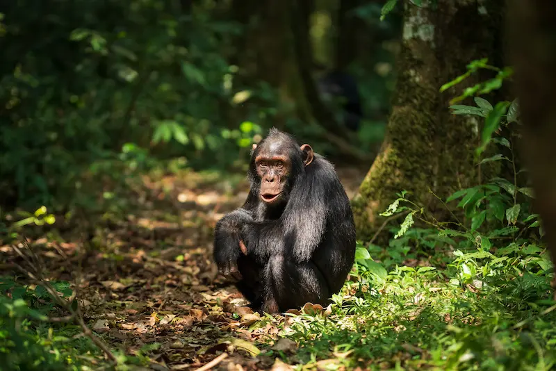 Gorillas & Chimps